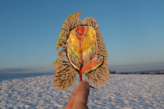 54_TravelingLeaf_2021_h30